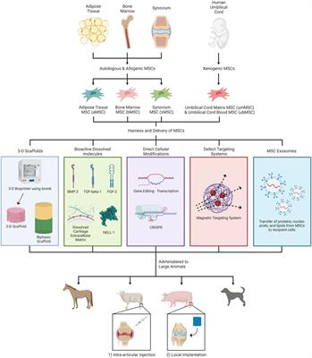 Updates on mesenchymal stem cell therapies for articular cartilage regeneration in large animal models